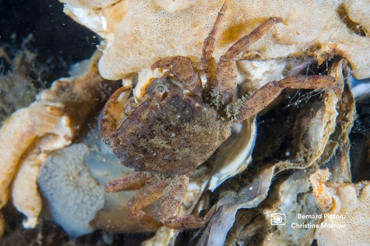 Guide to Marine Invasive Non-Native Species in Northern Ireland