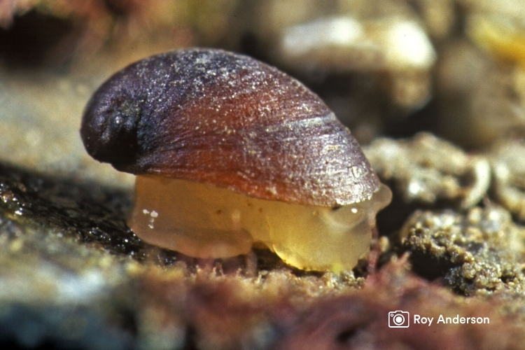 Ear-shaped Snail (Otina ovata)
