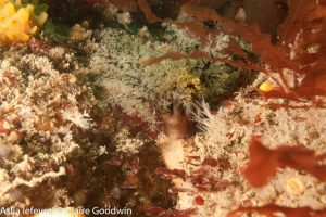 Large Skerries North