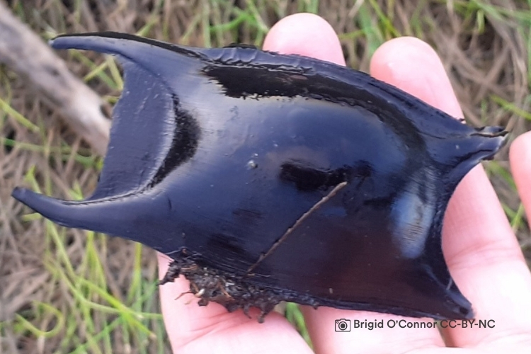 The Great Shark Snapshot – 18-26 July 2026