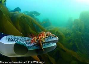 Groomsport Beach West