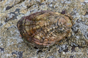 A Diver’s Guide to Identifying and recording 10 of Northern Ireland’s Marine Invasive Species