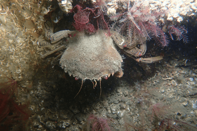 Site in Focus: Ringhaddy and M.Y. Alastor