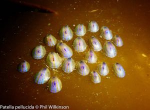 Groomsport Beach West