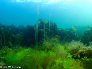 Groomsport Beach West