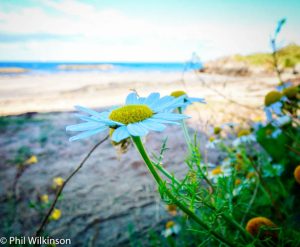 Groomsport Beach West