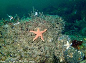 Vidal Rock (Buoy no. 9)