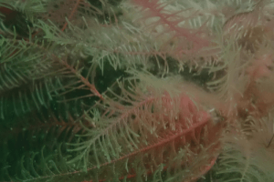 Site in Focus: Ringhaddy and M.Y. Alastor