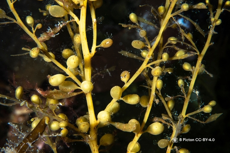 A Diver’s Guide to Identifying and recording 10 of Northern Ireland’s Marine Invasive Species