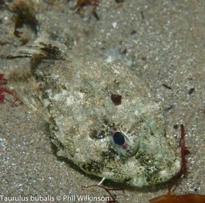 Groomsport Beach West