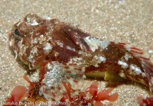 Groomsport Beach West