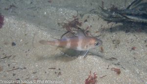 Groomsport Beach West