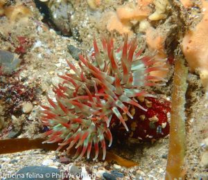 Groomsport Beach West