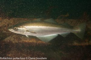 Church Bay Maerl Bed